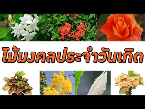 ไม้มงคลประจำวันเกิด ทั้ง 7 วัน | PURIFILM channel