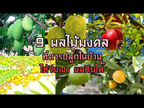 9 ผลไม้มงคลที่ควรปลูกในบ้าน ให้ร่มเงา ผลกินได้ | @AranyaChannel