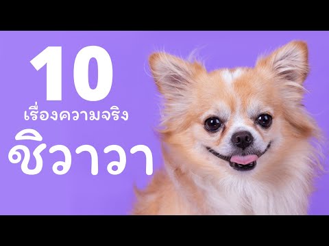 10 เรื่องน่ารู้ของเจ้าชิวาวา ที่คนรักชิวาวาห้ามพลาด