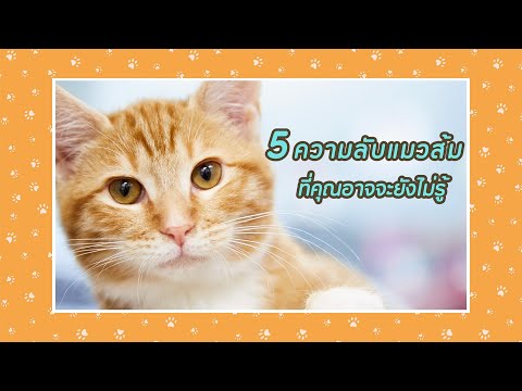 5 ความลับน้องแมวส้ม ที่เหล่าทาสอาจจะยังไม่รู้