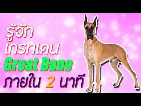 รู้จักสุนัขพันธุ์ เกรทเดน Great Dane ภายใน 2 นาที | Perkak Eiei