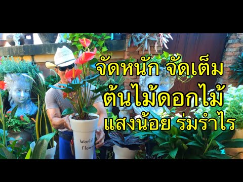 ต้นไม้ดอกไม้ ปลูกในร่มรำไร ต้องการแสงน้อย @mr.flowers