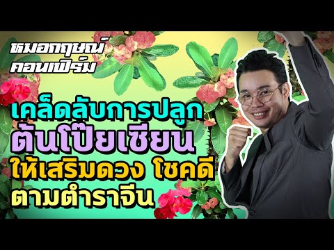 เคล็ดลับการปลูกต้นโป๊ยเซียน ให้เสริมดวง โชคดี ตามตำราจีน | หมอกฤษณ์ คอนเฟิร์ม