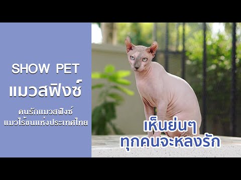 Show Pet | แมวสฟิงซ์ : คนรักแมวสฟิงซ์แมวไร้ขนแห่งประเทศไทย