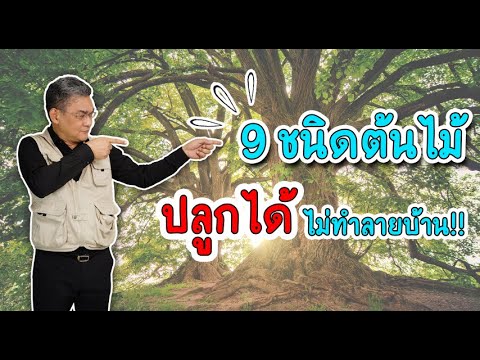 9 ชนิดต้นไม้ ปลูกได้ไม่ทำลายบ้าน | คุยกับลุงช่าง