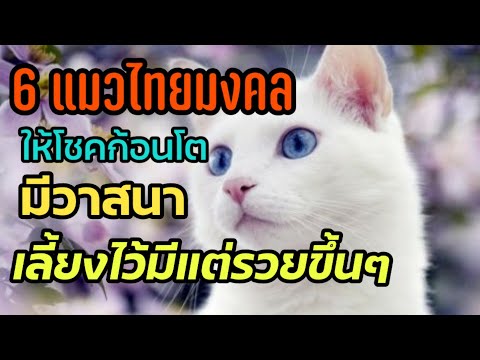 6 แมวไทยมงคล ที่เลี้ยงแล้วมีแต่รวยขึ้นรวยขึ้น ให้โชคลาภ มีวาสนา | Catstory |