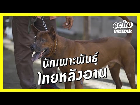 หมาไทยหลังอาน หมาไทยพันธุ์แท้ - Thai Ridgeback l echo breeder [ENG SUB CC]