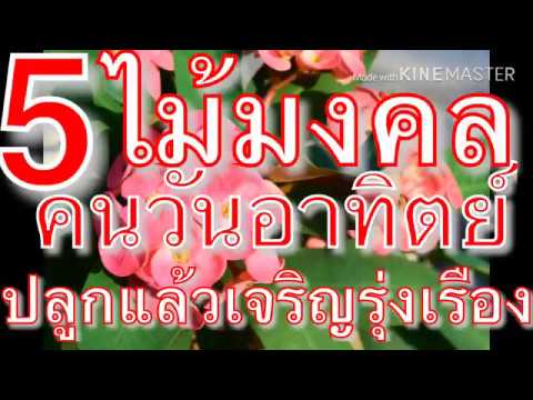 5ไม้มงคล-คนวันอาทิตย์ปลูกแล้วเจริญรุ่งเรือง EP.1