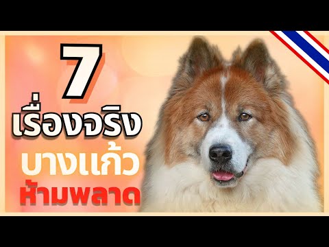 7 เรื่องจริงของสุนัขพันธุ์บางแก้ว กับเรื่องราวอันโดดเด่นไม่แพ้สุนัขสายพันธุ์ไหนในโลก #ECOBOK